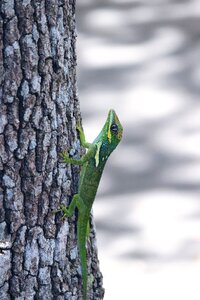 Nature wildlife green