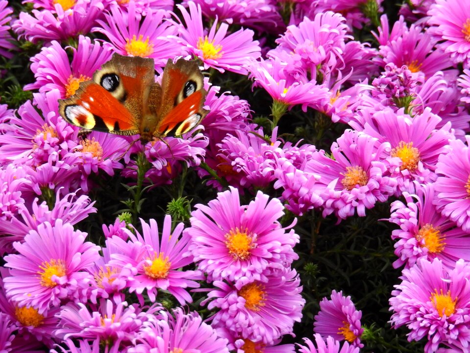 Plant butterfly background