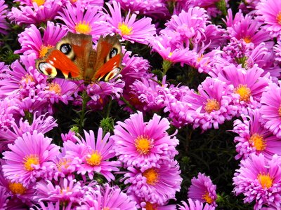 Plant butterfly background