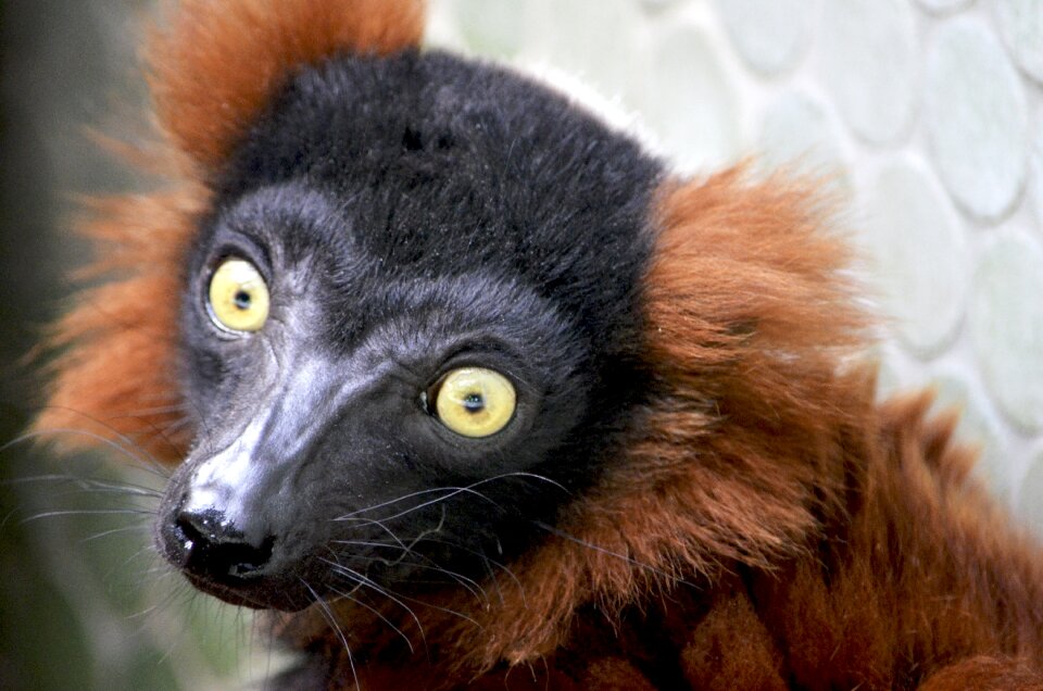 Ape madagascar eyes