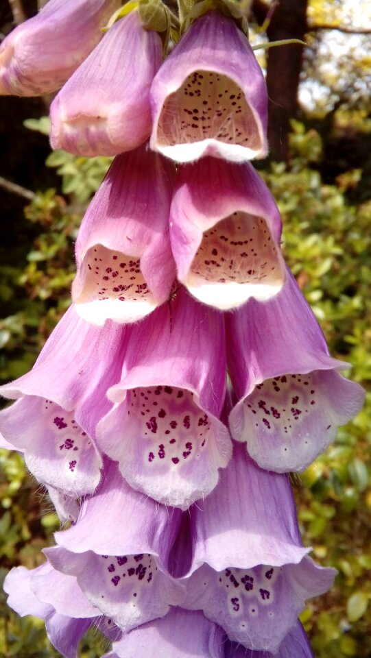 Foxglove flower nature