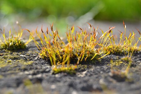 Natur wald natural