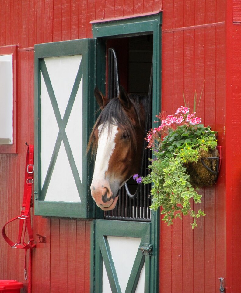 Stall mane equine