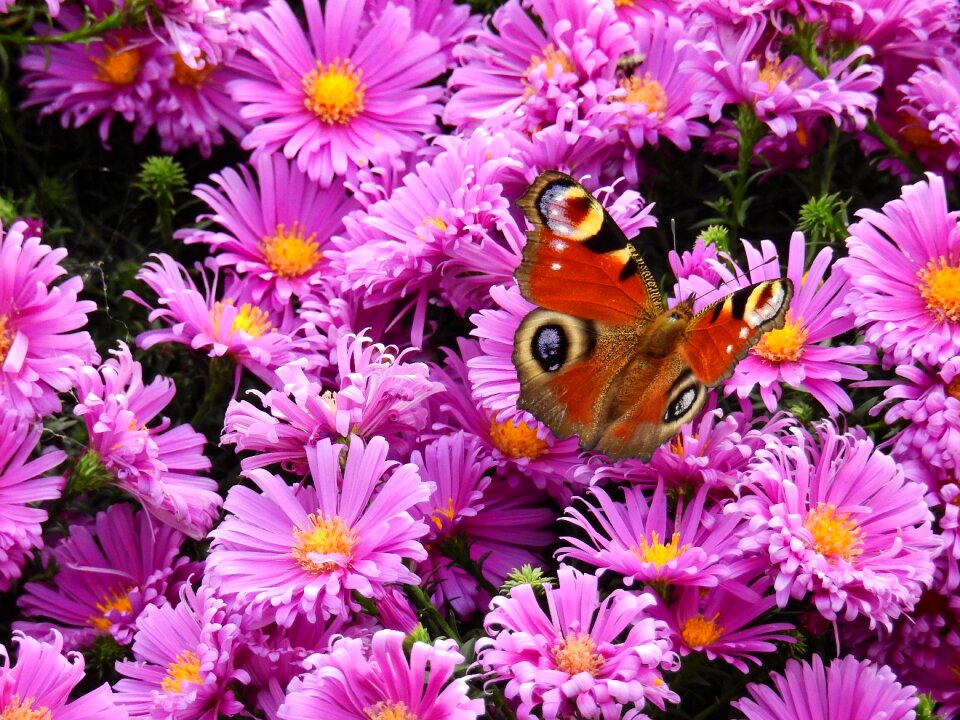 Plant butterfly background