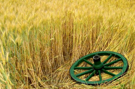 Wheel wheat nature