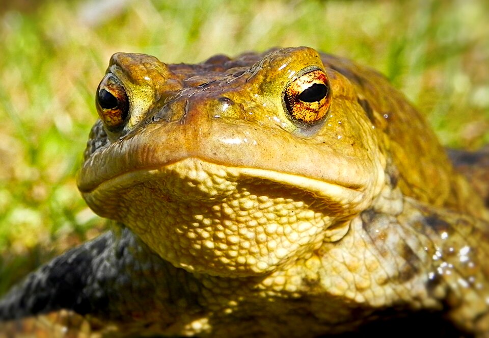 Kiss the frog amphibians unfriendly