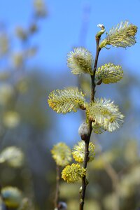Catkins willow willow cats spring photo