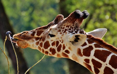 Animal animal portrait tierpark hellabrunn photo