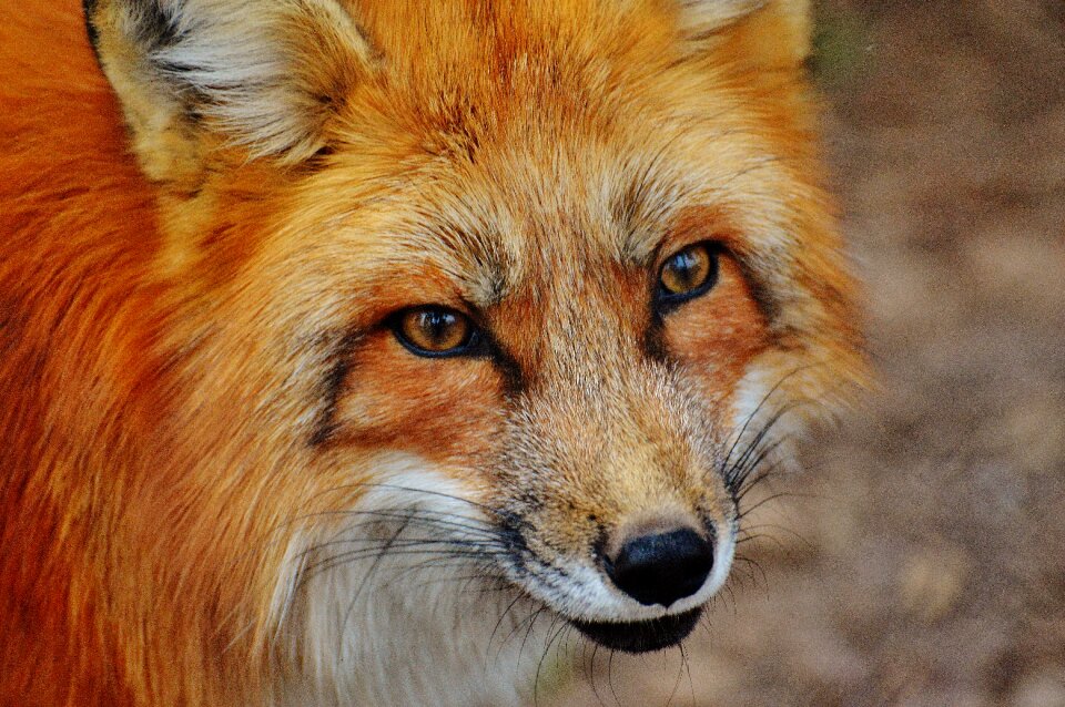 Nature animal world animal portrait