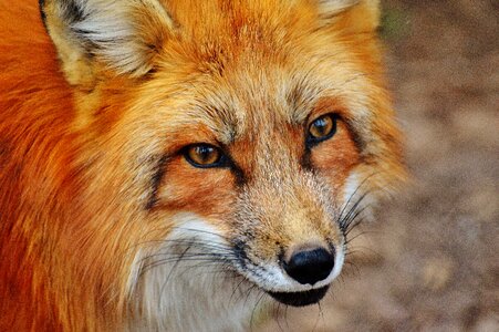 Nature animal world animal portrait