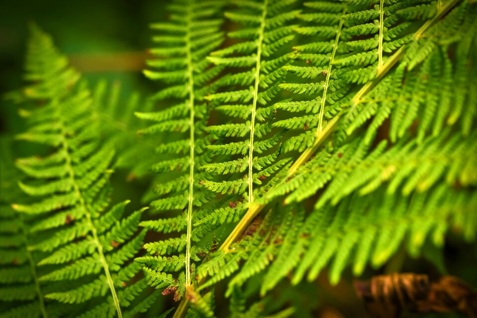 Plant nature leaves