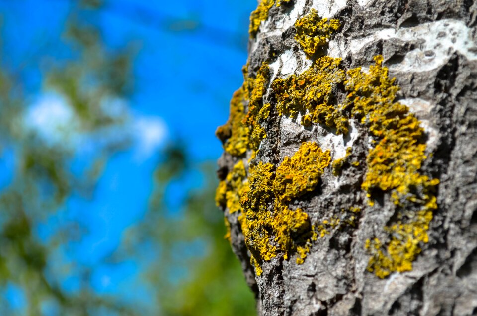 Forest tree tree bark