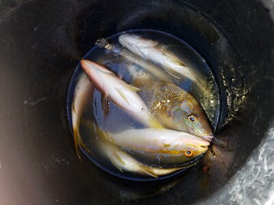 Fish catch food