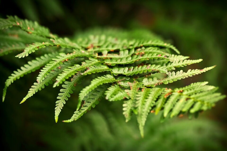 Plant nature leaves
