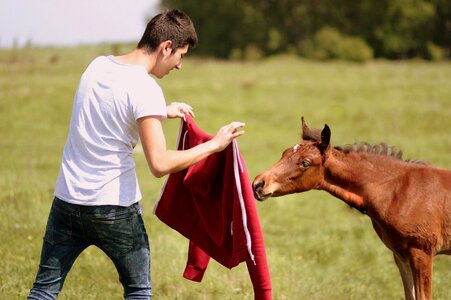Horse boy play