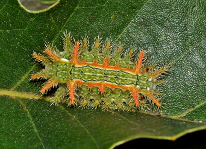 Larva stinging caterpillar spiny photo