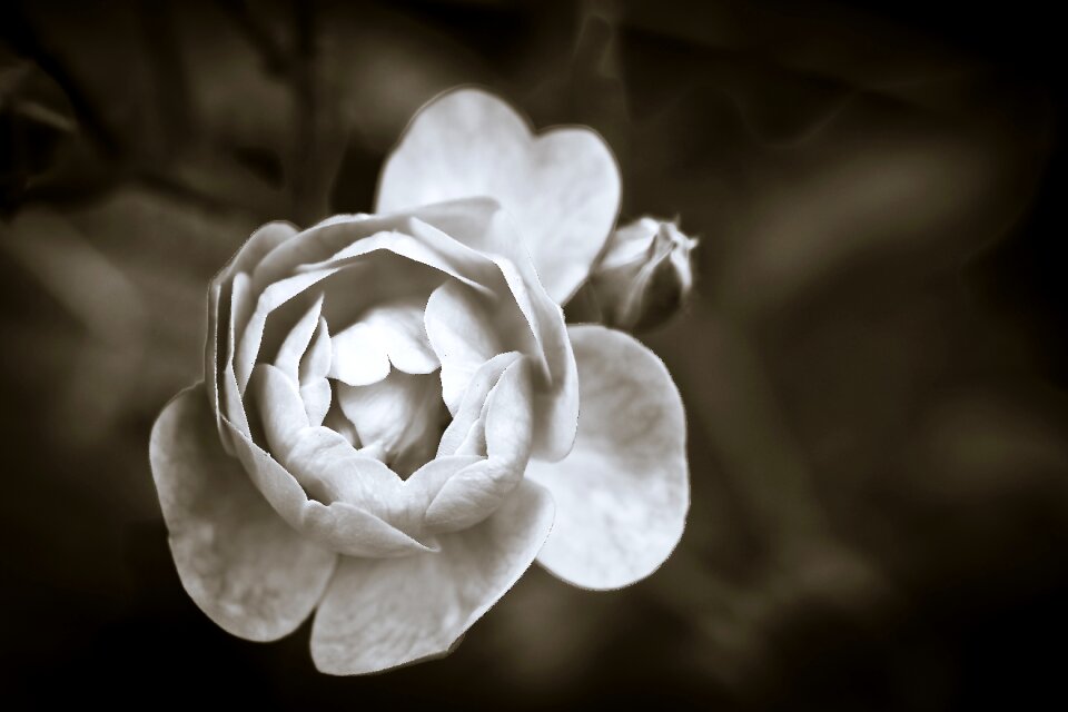 Bloom way of the roses nature