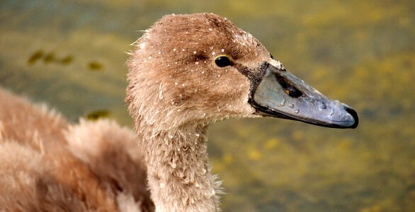 Plumage nature animal world