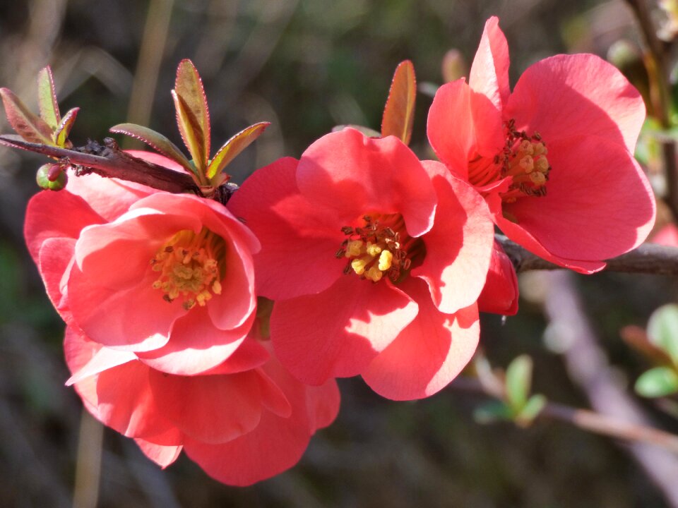 Stamens pistils florir
