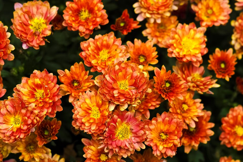 Bloom aster nature