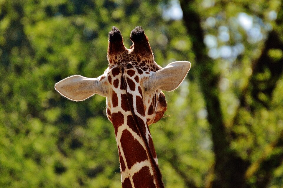 Animal animal portrait tierpark hellabrunn photo