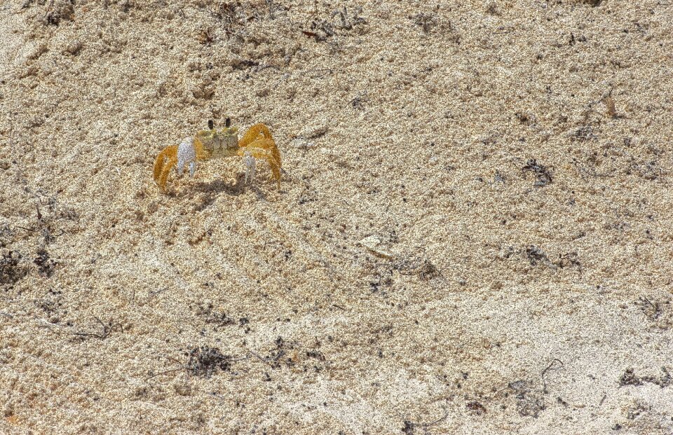 Nature wildlife crustacean