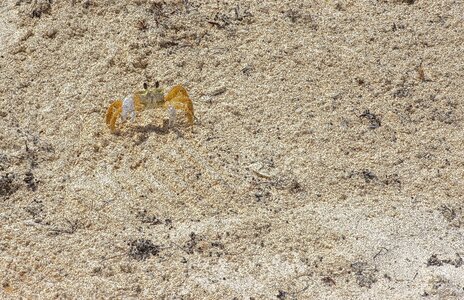 Nature wildlife crustacean photo