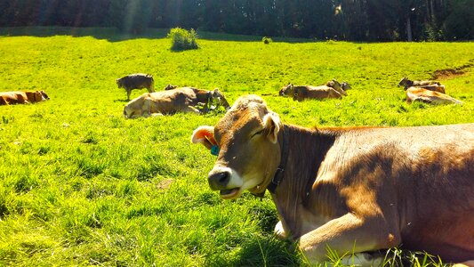 Bavaria cow farm animals