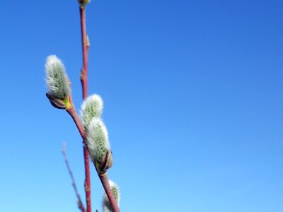 Pussy willow nature willow