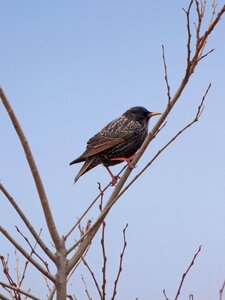 Branch winter lookout