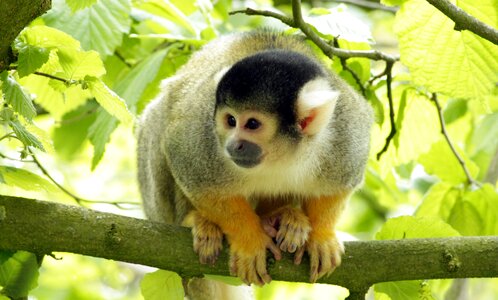Zoo look pygmy marmoset photo