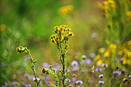 Ragwort korbblüter jacob ragweed