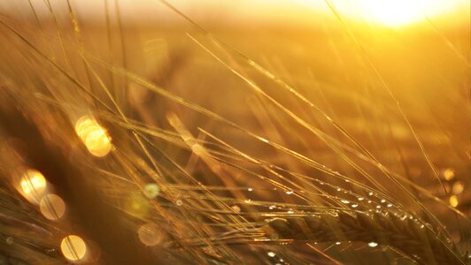 Sunset village the cultivation of