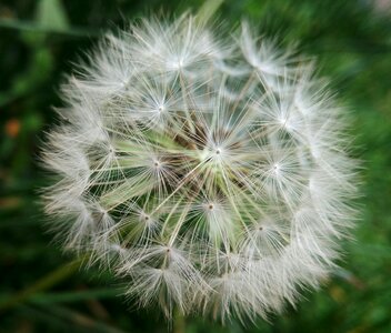 Dandelion plant herb