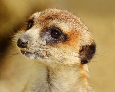 Zoo tiergarten small