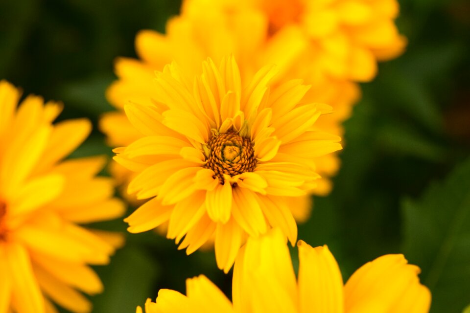 Summer cloudiness yellow flower