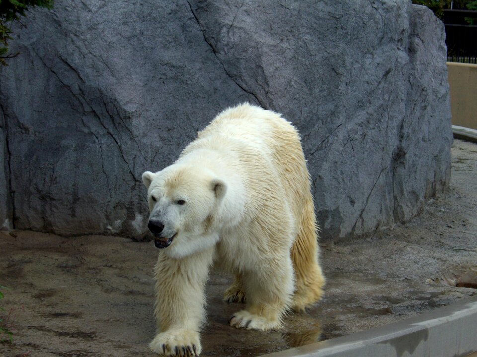 Zoo hokkaido asahiyama zoo