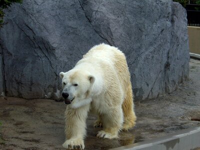 Zoo hokkaido asahiyama zoo