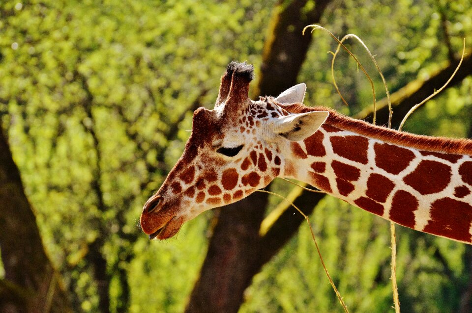 Animal animal portrait tierpark hellabrunn photo