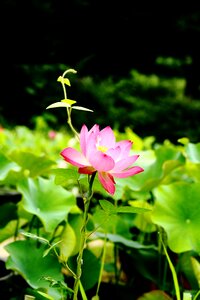 Insects potted plant pink