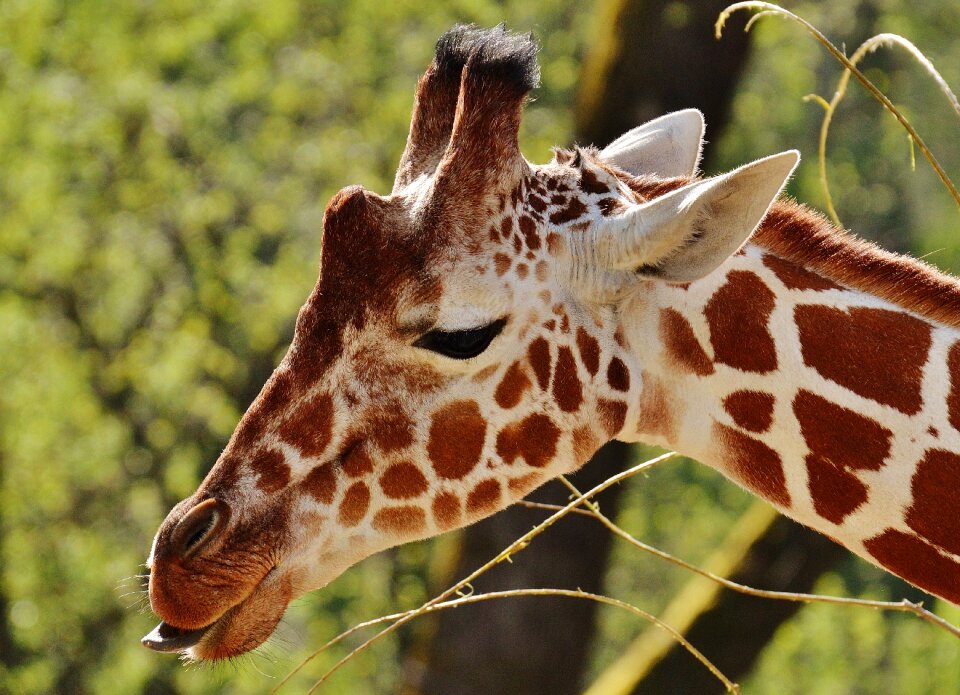 Animal animal portrait tierpark hellabrunn photo