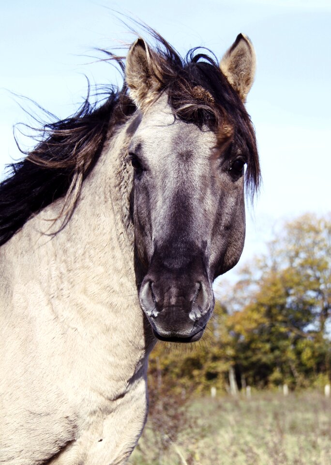 Konik horse head wild horse