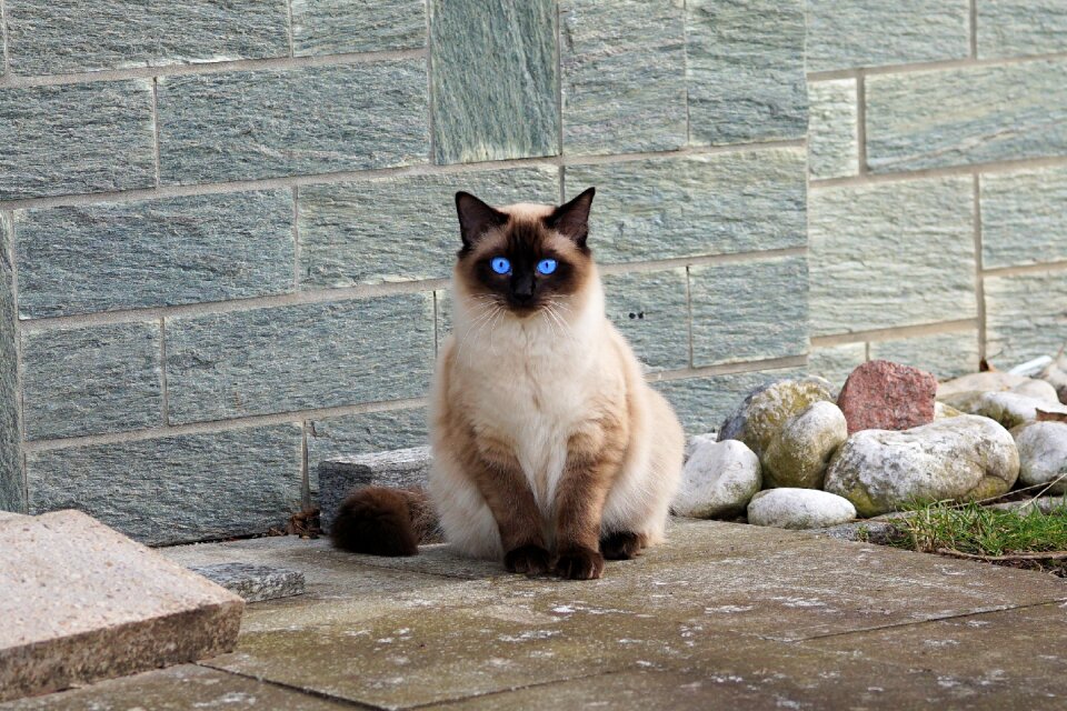 Kitten breed cat mieze