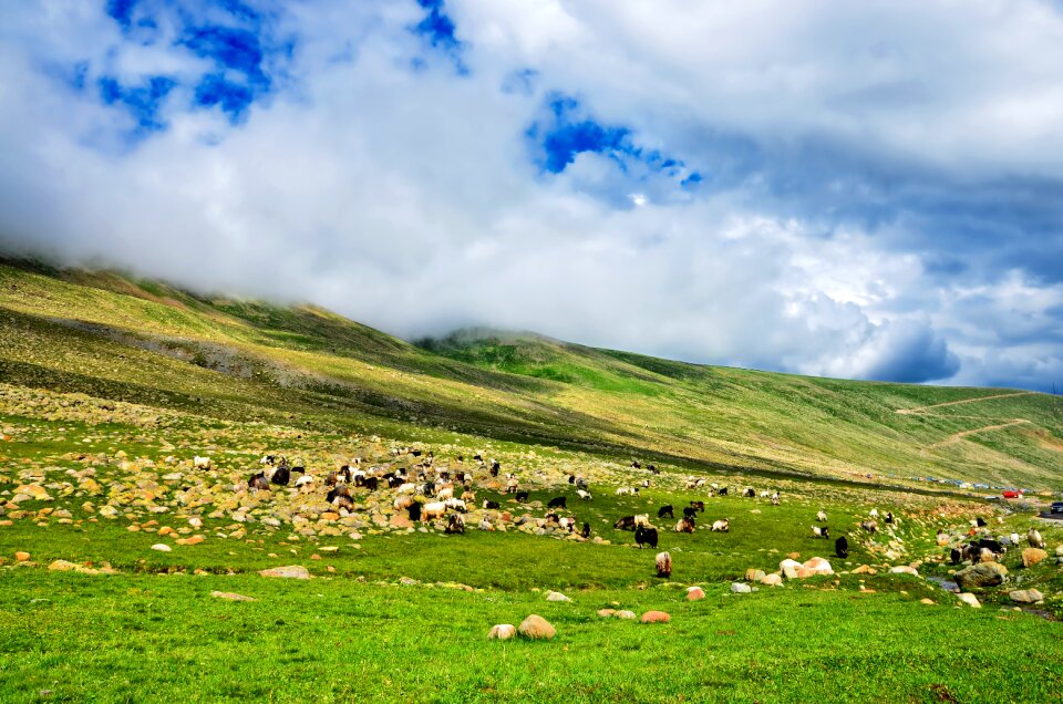 Nature green kaçkars