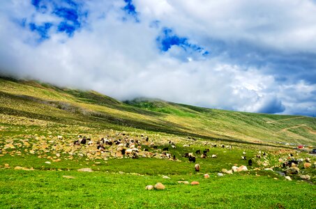 Nature green kaçkars