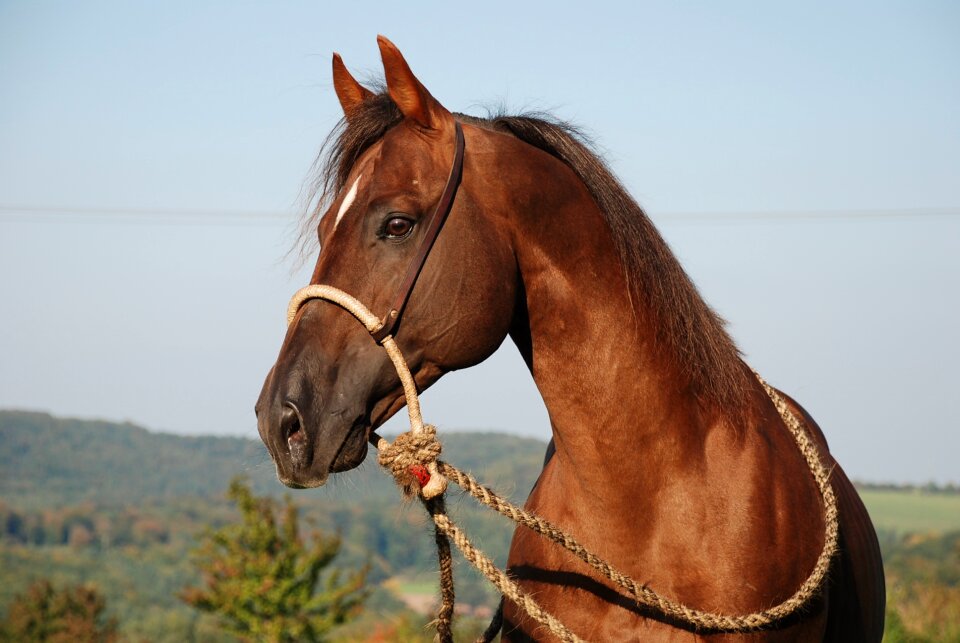 Fuchs brown quartehorse