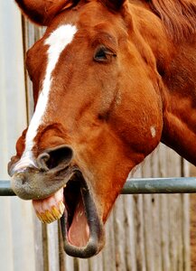 Animal cute sweet
