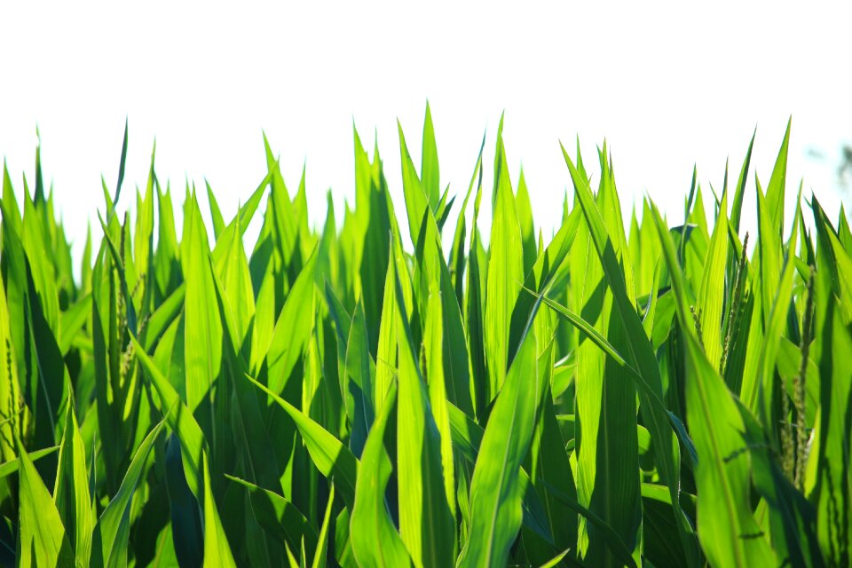 Corn cornfield fodder maize