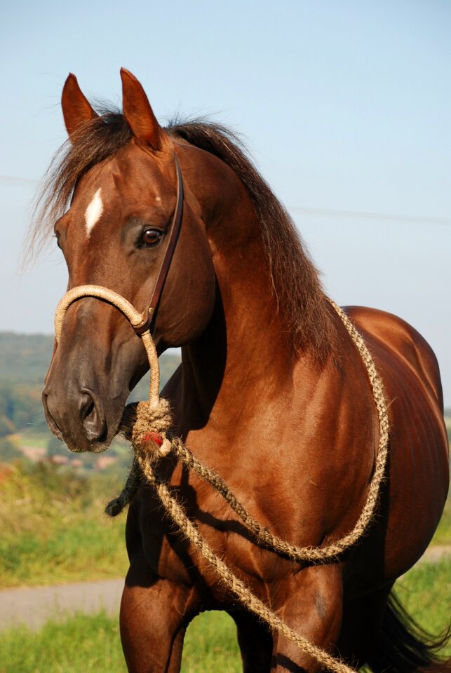 Fuchs brown quartehorse