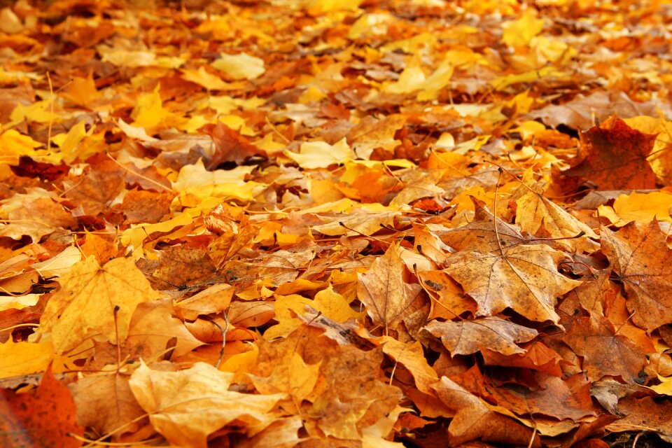 Fall foliage forest floor fall color